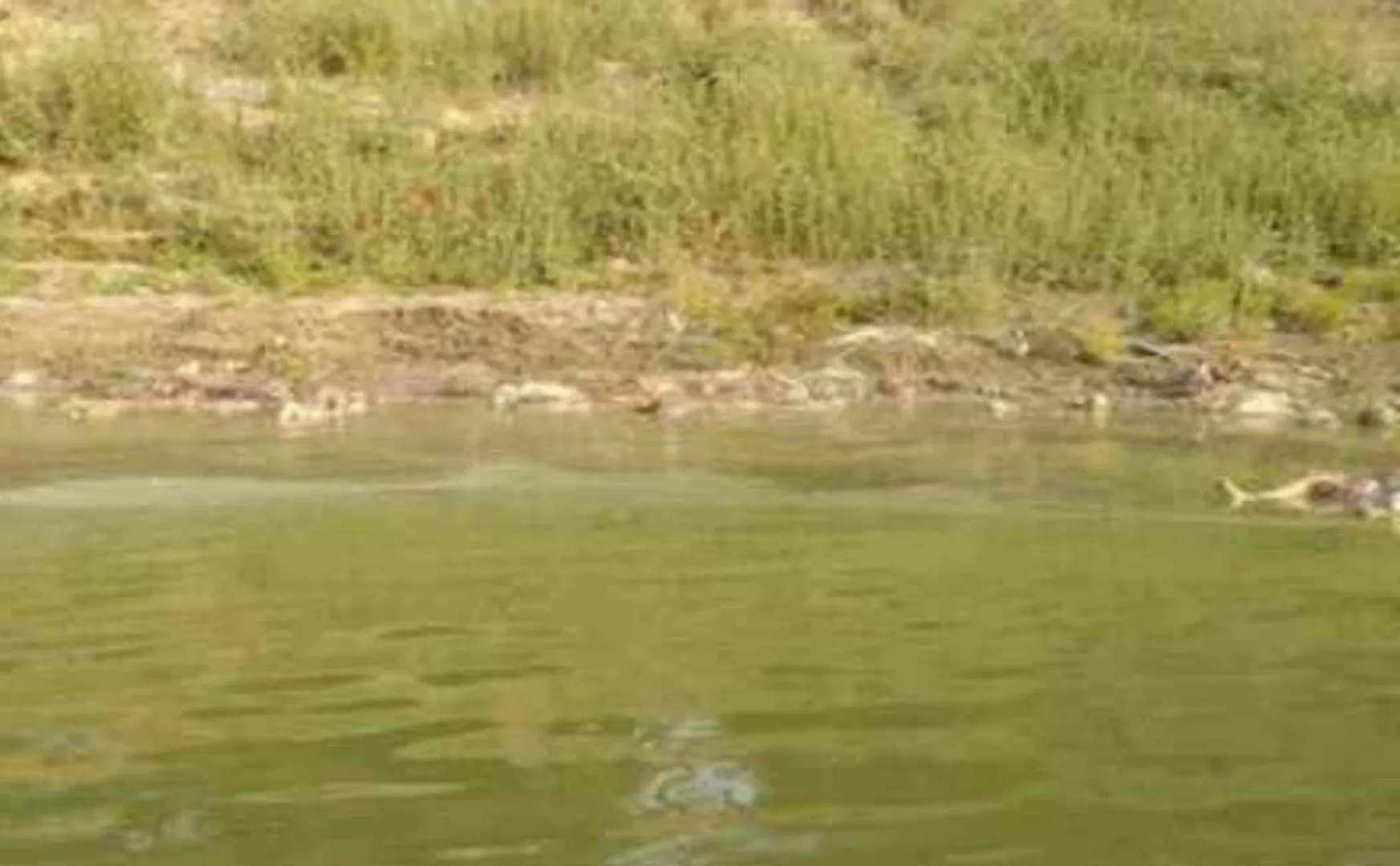 ganga 